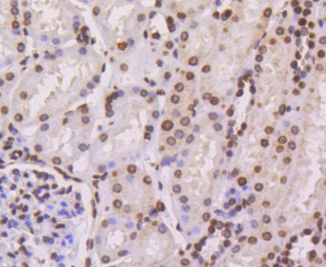 Anti-Histone H4 Antibody (1N727)