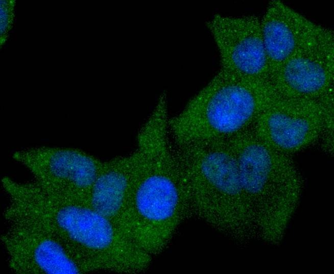 Anti-HLA-DRA Antibody (9X138)