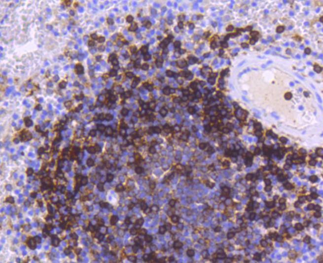Anti-HLA-DRA Antibody (9X138)