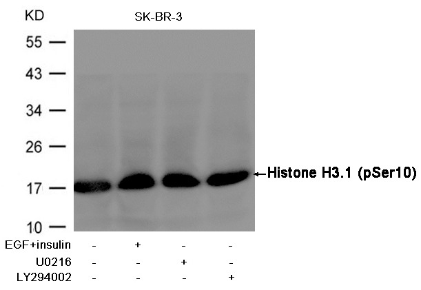 Anti-Phospho-HIST1H3A (Ser10) Polyclonal Antibody