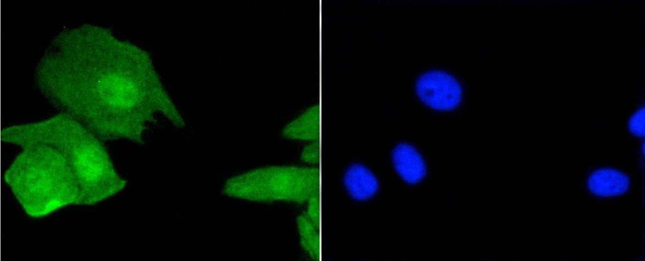 Anti-Histone H3.3 Antibody (5A720)