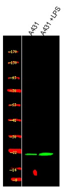 Anti-Phospho-CBX1 (Thr51) Polyclonal Antibody