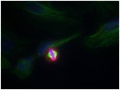 Anti-Phospho-HIST1H3A (Ser10) Polyclonal Antibody