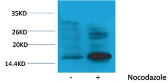 Anti-Phospho-HIST1H3A (Thr118) Polyclonal Antibody