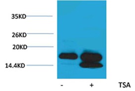 Anti-Acetyl-Histone H4 (Lys5) Polyclonal Antibody