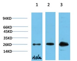 Anti-CBX3 Antibody (1K457)