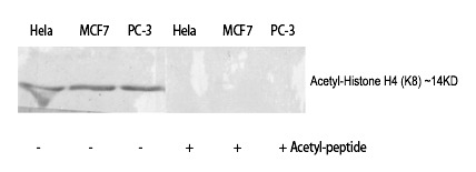 Anti-Acetyl-Histone H4 (Lys8) Polyclonal Antibody