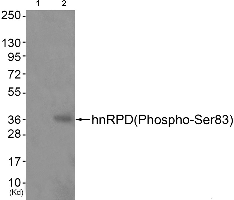 Anti-Phospho-HNRPD (Ser83) Polyclonal Antibody