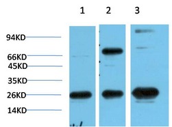 Anti-CBX3 Antibody (5C615)
