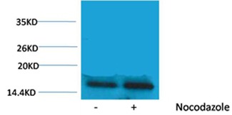 Anti-Phospho-HIST1H3A (Thr45) Polyclonal Antibody