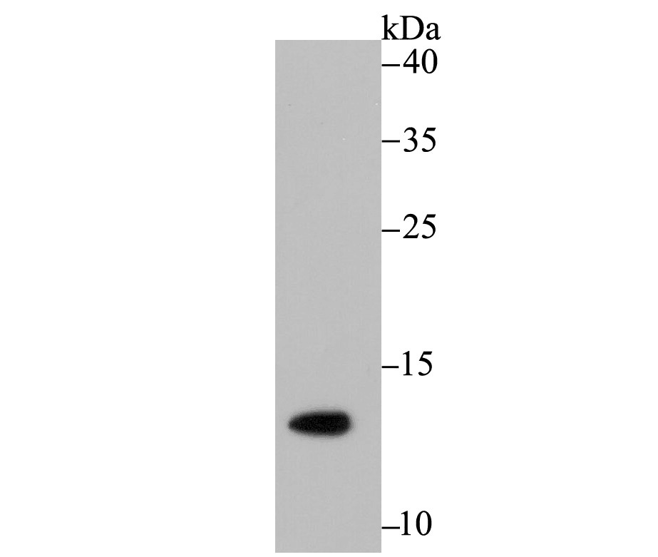 Anti-Acetyl-Histone H4 (Lys16) Antibody (5P883)