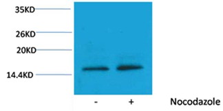 Anti-Phospho-HIST1H3A (Thr11) Polyclonal Antibody