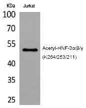 Anti-Acetyl-FOXA1/HNF-3β/γ (Lys264/253/211) Polyclonal Antibody