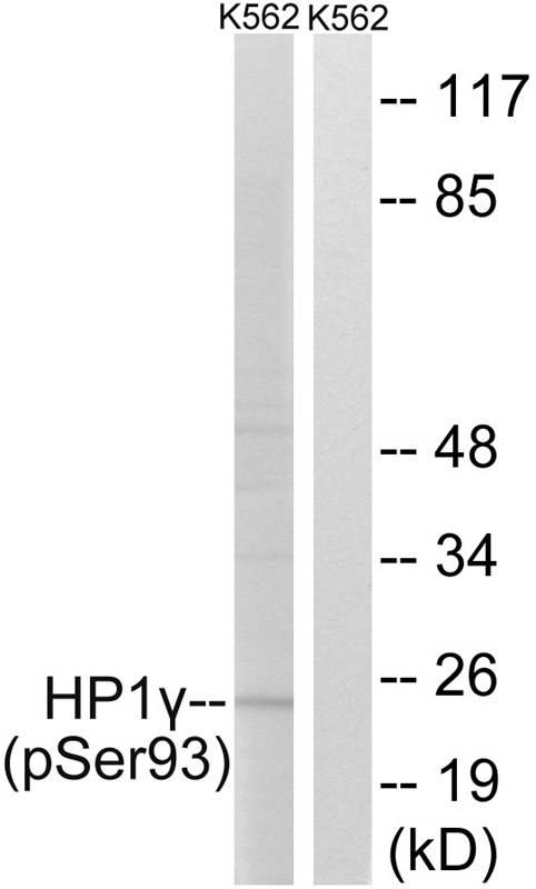 Anti-Phospho-CBX3 (Ser93) Polyclonal Antibody