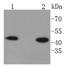 Anti-HMBS Antibody (2C30)