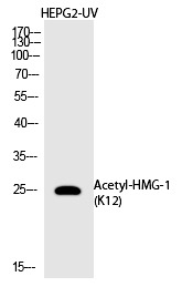 Anti-Acetyl-HMGB1 (Lys12) Polyclonal Antibody