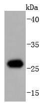Anti-Hsp27/HSPB1 Antibody (5Q970)