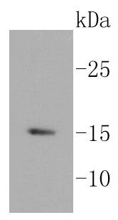 Anti-Histone H3.3 Antibody (5A720)