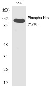 Anti-Phospho-Hrs (Tyr216) Polyclonal Antibody