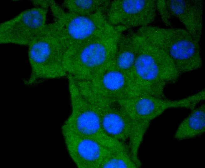 Anti-HLA-DRA Antibody (9X138)