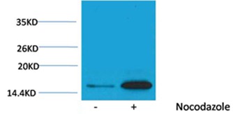 Anti-Phospho-HIST1H3A (Tyr41) Polyclonal Antibody