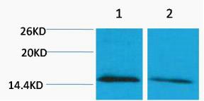 Anti-Mono-methyl-Histone H4 (Lys79) Polyclonal Antibody 2