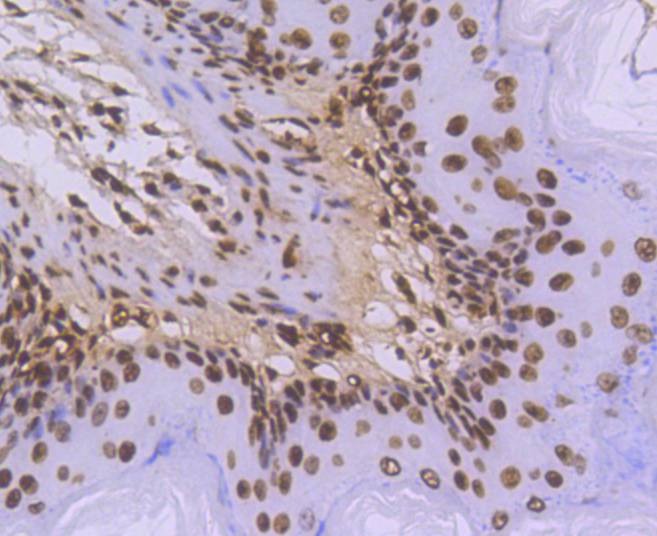 Anti-Histone H3.3 Antibody (5A720)