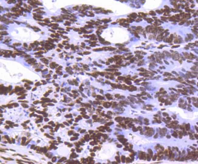 Anti-Histone H3.3 Antibody (5A720)