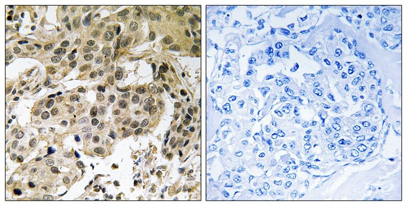 Anti-Phospho-CBX5 (Ser92) Polyclonal Antibody