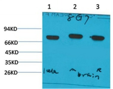 Anti-HSPA8 Antibody (9K547)
