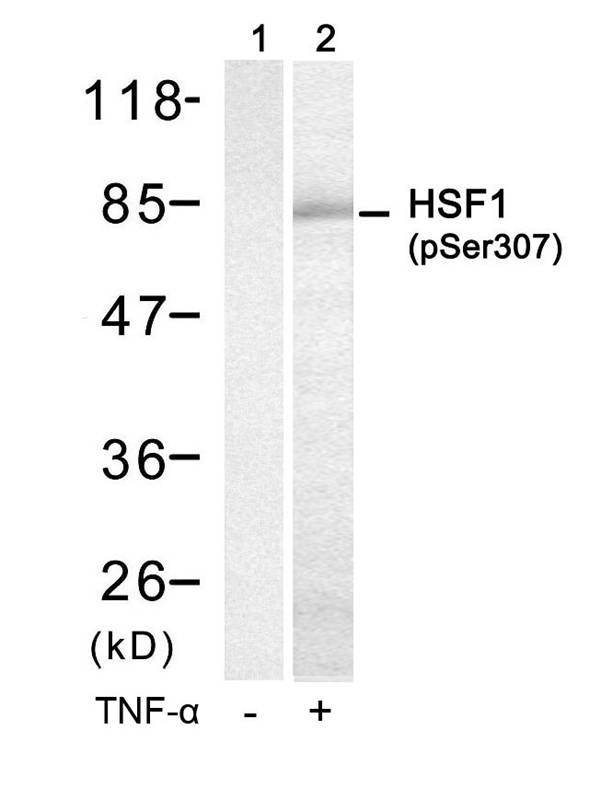 Anti-Phospho-HSF1 (Ser307) Polyclonal Antibody