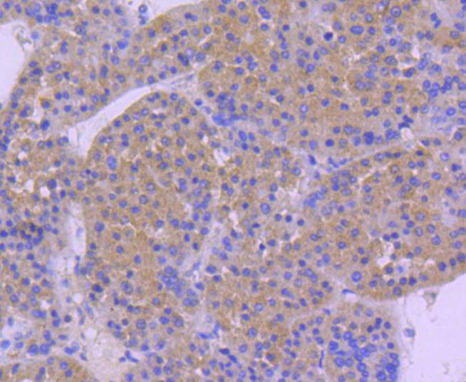 Anti-HSP105 Antibody (2M617)
