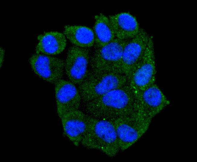 Anti-HSP105 Antibody (2M617)