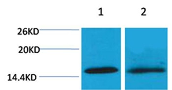 Anti-Tri-methyl-Histone H4 (Lys20) Polyclonal Antibody