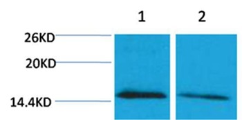 Anti-Mono-methyl-Histone H4 (Lys79) Polyclonal Antibody