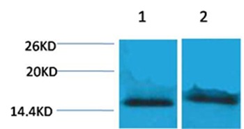 Anti-Tri-methyl-Histone H4 (Lys59) Polyclonal Antibody