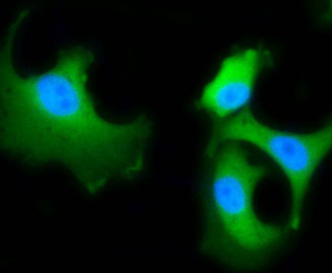 Anti-HSPA8 Antibody (5L224)