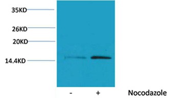 Anti-Phospho-Histone H4 (Ser1) Polyclonal Antibody