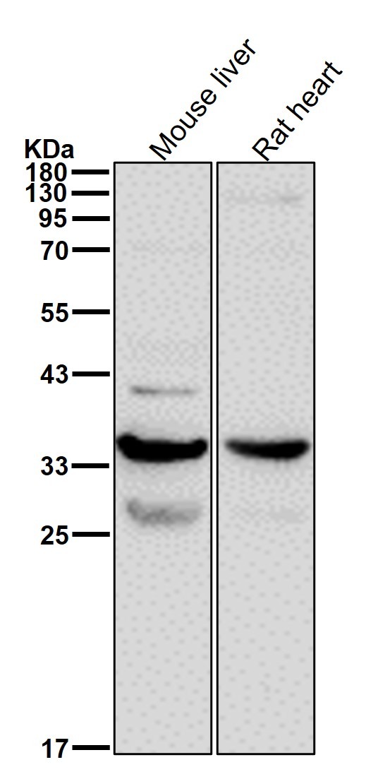 Anti-HSD11B1 Antibody (6B221)