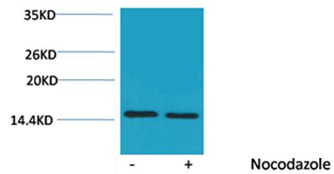 Anti-Phospho-Histone H4 (Thr80) Polyclonal Antibody
