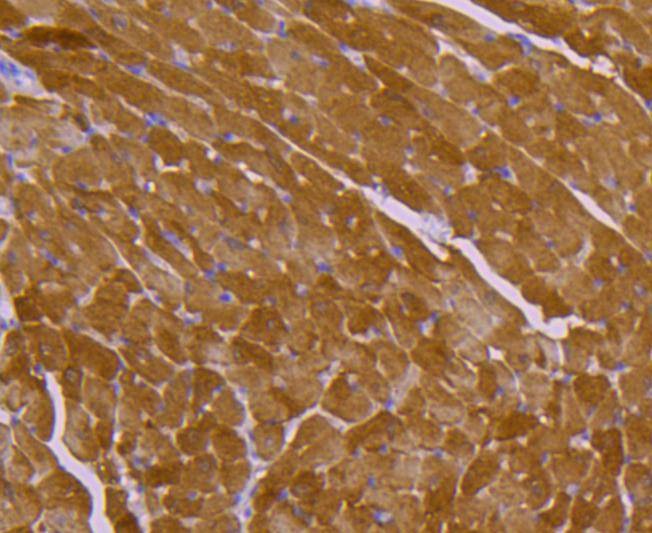 Anti-HSP20 Antibody (5R128)