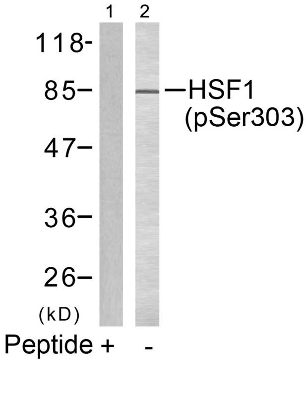Anti-Phospho-HSF1 (Ser303) Polyclonal Antibody