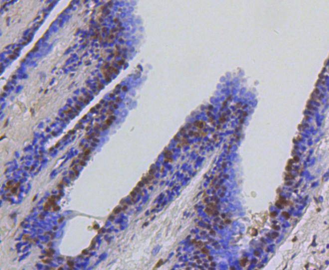 Anti-HSPA8 Antibody (5L224)
