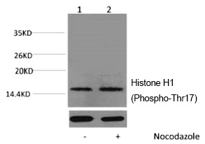 Anti-Phospho-HIST1H1A (Thr17) Polyclonal Antibody