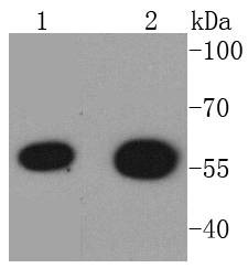 Anti-HDAC2 Antibody (5E9)