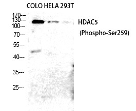 Anti-Phospho-HDAC5/9 (Ser259/220) Polyclonal Antibody