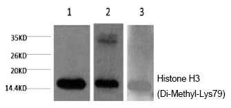 Anti-Di-methyl-HIST1H3A (Lys79) Antibody (7E467)