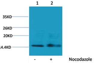 Anti-Phospho-HIST1H1C (Ser1) Polyclonal Antibody