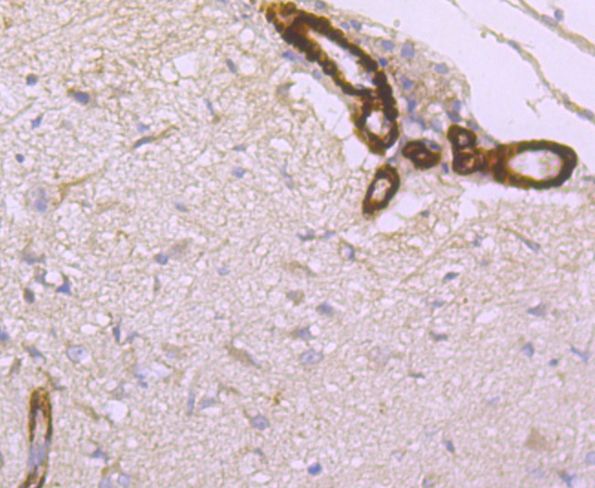 Anti-HAMP Antibody (6Z883)