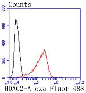 Anti-HDAC2 Antibody (5E9)